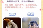 隼图片大全_隼和鹰的区别是什么