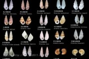 贝壳图片大全大图_如何挑选高清贝壳图