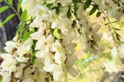 梦到槐花是什么意思_槐花梦境解析