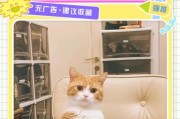 野猫图片大全_野猫和流浪猫怎么区分