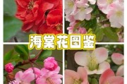 海棠花图片大全_如何识别不同品种