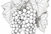 葡萄画图片大全大图_如何临摹