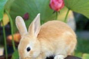 兔子品种大全_兔子图片怎么拍好看