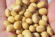 梦到大豆是什么意思_梦见大豆预示什么