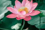 莲花图片大全大图_如何拍摄高清莲花