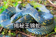 蛇王图片大全_蛇王高清图哪里找