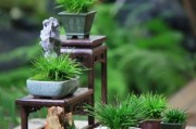 菖蒲图片大全_菖蒲怎么养