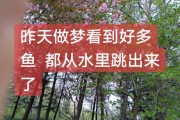 梦到抓到鱼是什么意思_梦见抓鱼代表什么