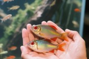 五彩鱼图片大全_如何挑选高清壁纸