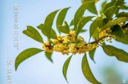桂花图片大全_如何拍摄桂花细节