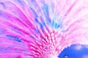 孔雀图片大全大图_孔雀开屏高清壁纸哪里找