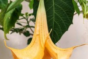 曼陀罗花图片大全_曼陀罗花有毒吗