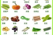 蔬菜图片大全有哪些_常见蔬菜高清图鉴