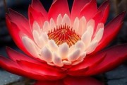 红莲图片大全_如何挑选高清壁纸