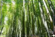 梦到竹林是什么意思_梦到竹林预示什么