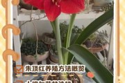 朱顶红图片大全_如何养护朱顶红