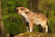 野猪长什么样_野猪图片大全高清图哪里找