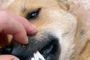 狗牙迅雷下载_狗牙迅雷下载地址在哪