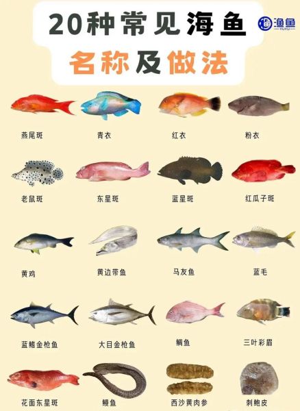 小海鱼的种类图片大全_如何快速识别常见品种