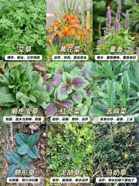 野菜图片大全及名字_常见野菜有哪些