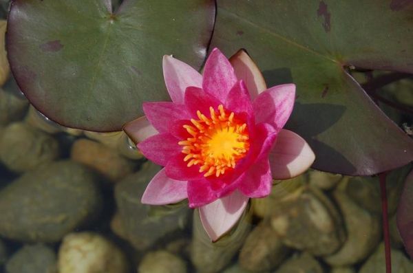 花图片大全大图怎么下载_高清花卉壁纸去哪找