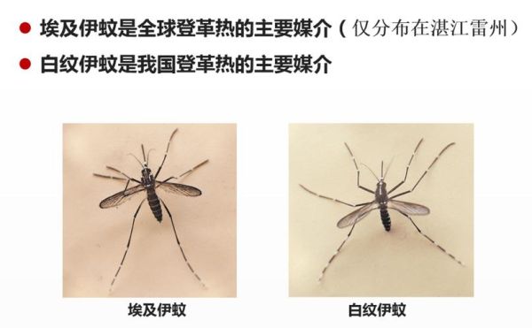 蚊子图片大全_如何辨别常见蚊种