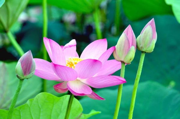 莲花图片大全大图_如何拍摄高清莲花