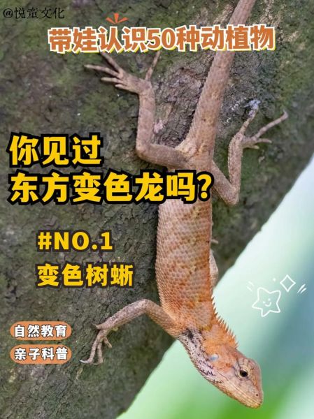 变色龙图片大全_变色龙为什么变色