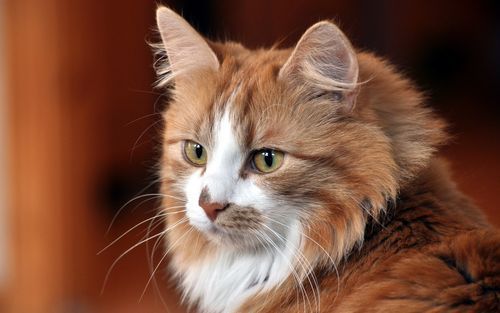小花猫图片大全_如何挑选高清壁纸