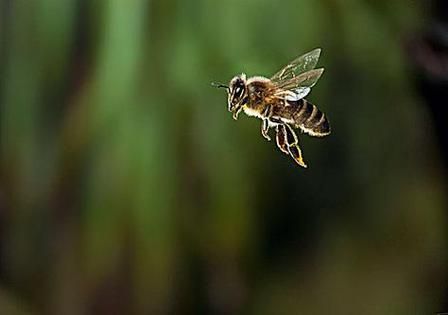 梦到蜜蜂是什么意思_梦到蜜蜂是吉兆吗