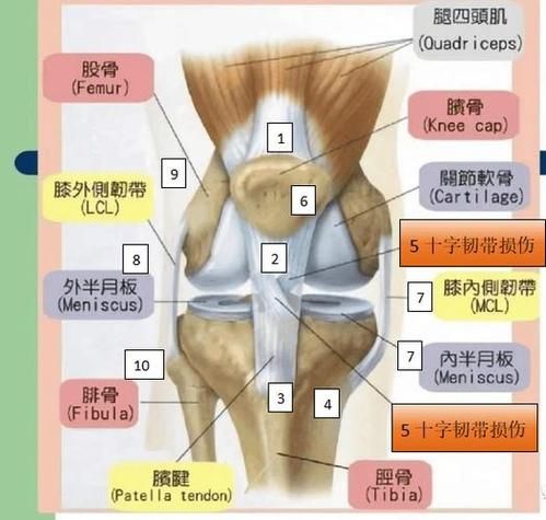 膝盖疼痛部位图解_膝盖结构图片大全