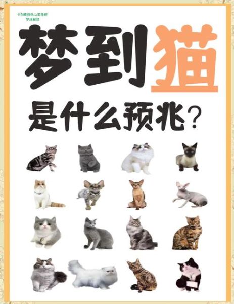 梦到抓猫是什么意思_梦到抓猫预示着什么
