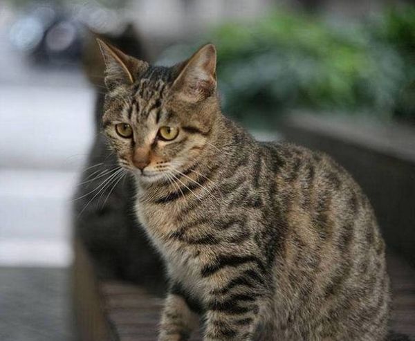 花猫图片大全_花猫有哪些品种