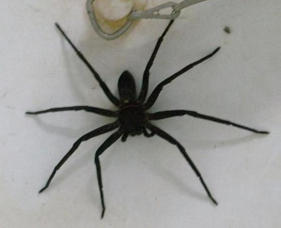 梦见大蜘蛛是什么意思_梦到蜘蛛预示什么