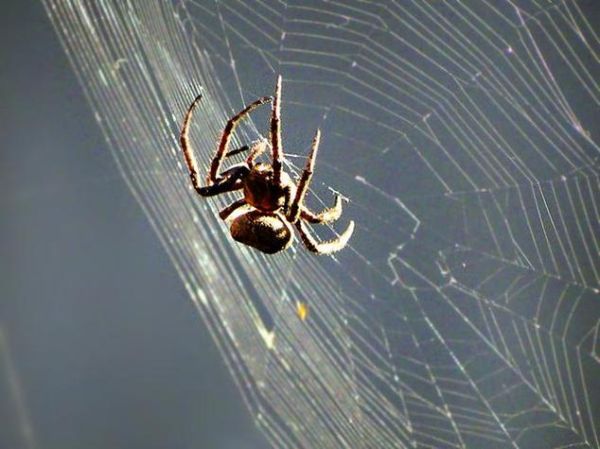 梦见大蜘蛛是什么意思_梦到蜘蛛预示什么