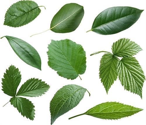 树叶图片大全_树叶有哪些形状