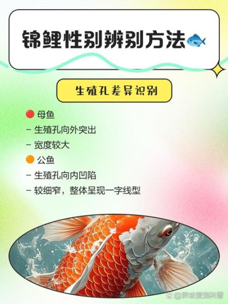 孕妇梦到鲤鱼是什么意思_孕妇梦见鲤鱼生男生女