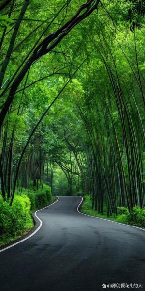 竹林图片大全哪里找_如何拍好竹林风景照