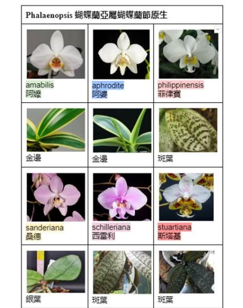 蝴蝶兰花图片大全大图_如何挑选高清品种图