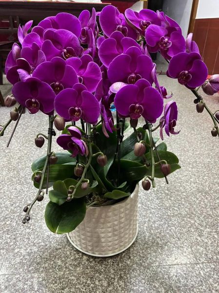 蝴蝶兰花图片大全大图_如何挑选高清品种图