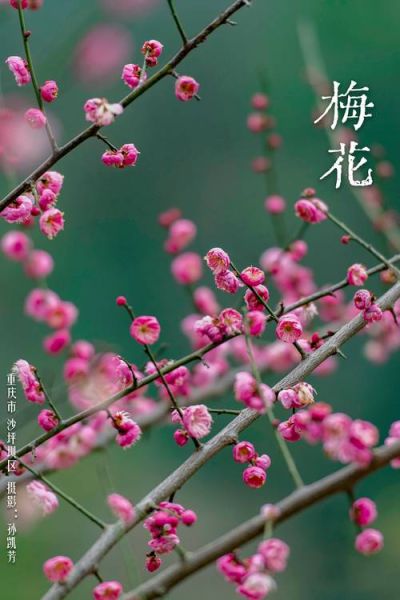 梅花图片大全大图哪里找_高清梅花壁纸怎么下载