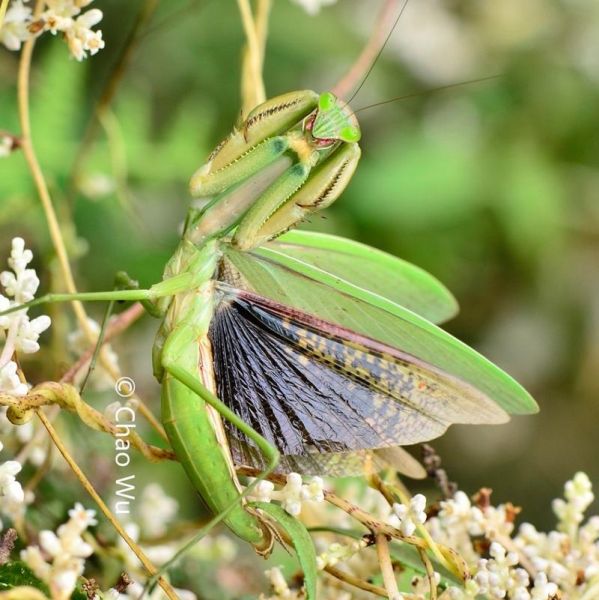 刀螂图片大全_刀螂高清图哪里找