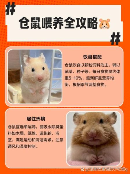 仓鼠宝宝怎么养_仓鼠宝宝吃什么