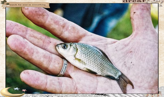 梦到捉鱼没捉到_是什么意思