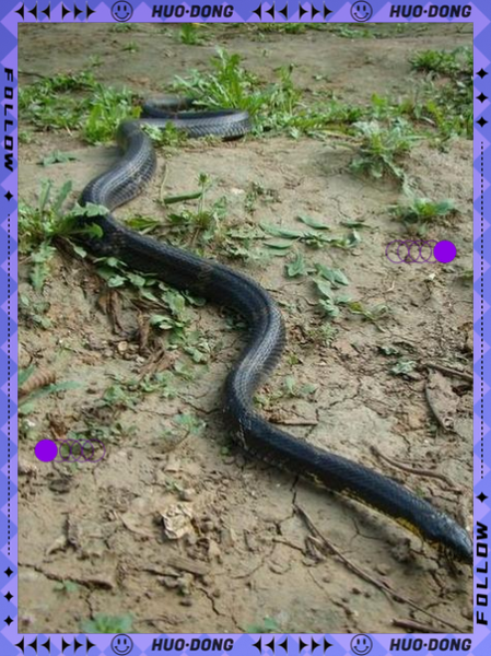 黑蛇图片大全_黑蛇有毒吗