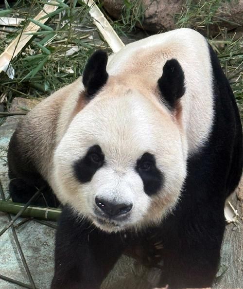 动物欢子图片大全_欢子高清壁纸哪里找