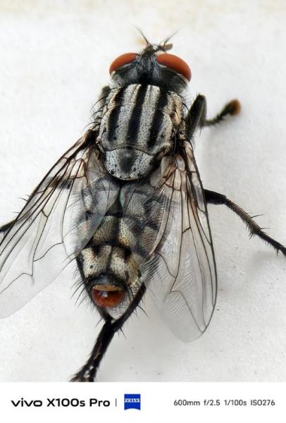 苍蝇图片大全大图_如何分辨常见苍蝇种类