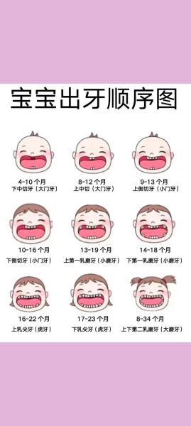 宝宝几个月开始长牙_乳牙萌出顺序图