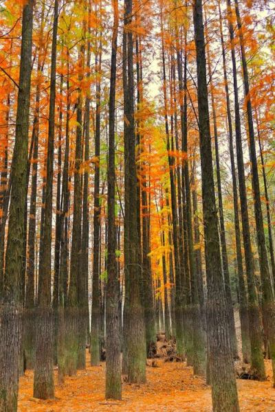 水杉图片大全_水杉树高清图怎么拍