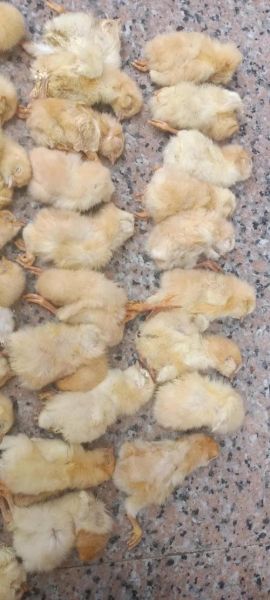 梦到母鸡孵出小鸡是什么意思_周公解梦原版解析